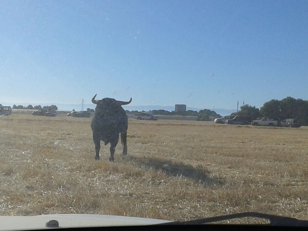 Encierro campero y probadilla en las fiestas de Íscar