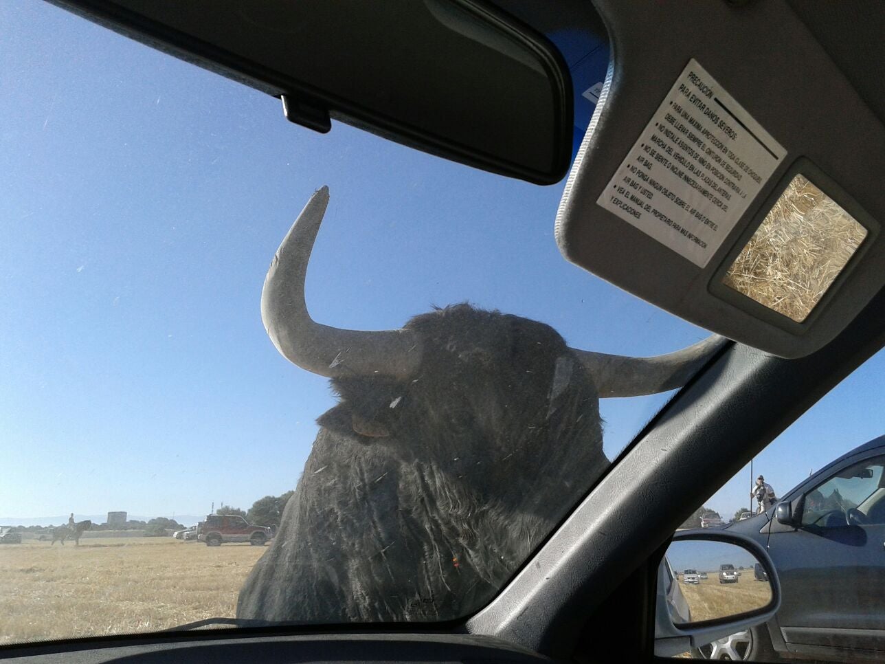 Encierro campero y probadilla en las fiestas de Íscar