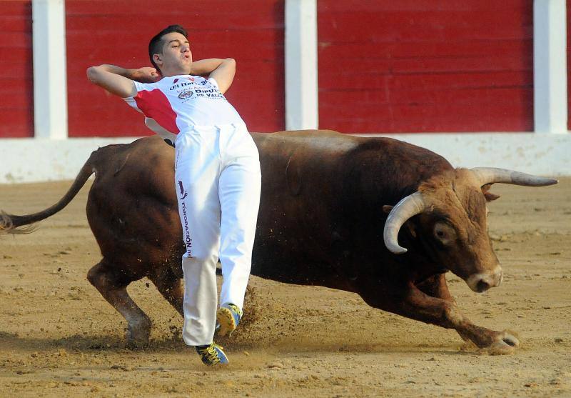 Cortes de novillos en Íscar