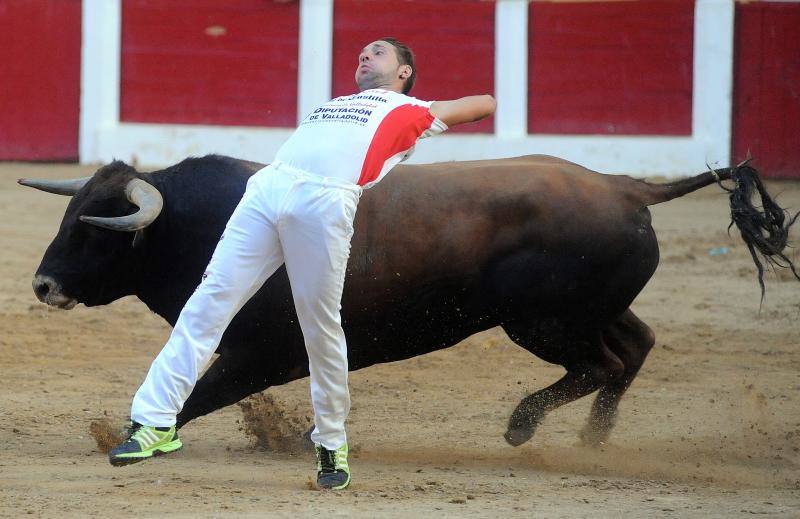 Cortes de novillos en Íscar