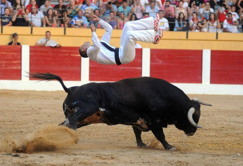 Cortes de novillos en Íscar