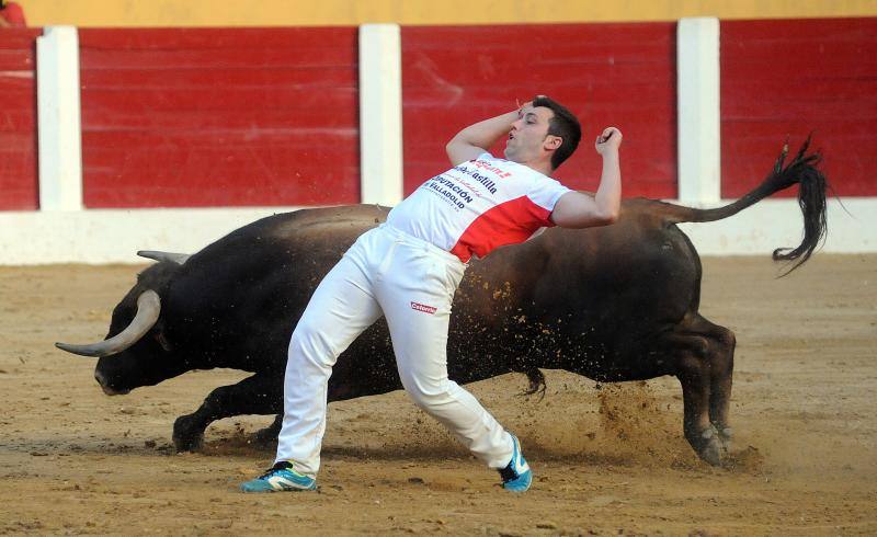 Cortes de novillos en Íscar