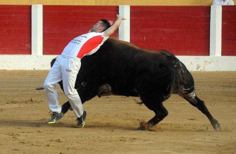 Cortes de novillos en Íscar