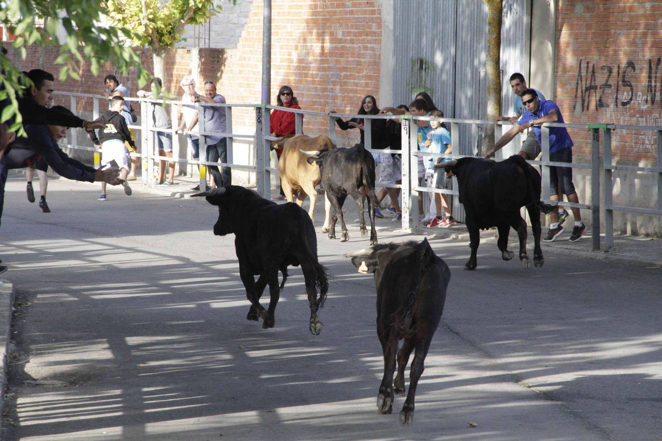 Tercer y último encierro de las fiestas de Campaspero