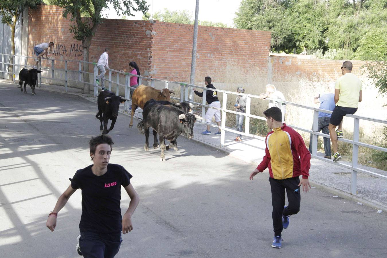 Tercer y último encierro de las fiestas de Campaspero