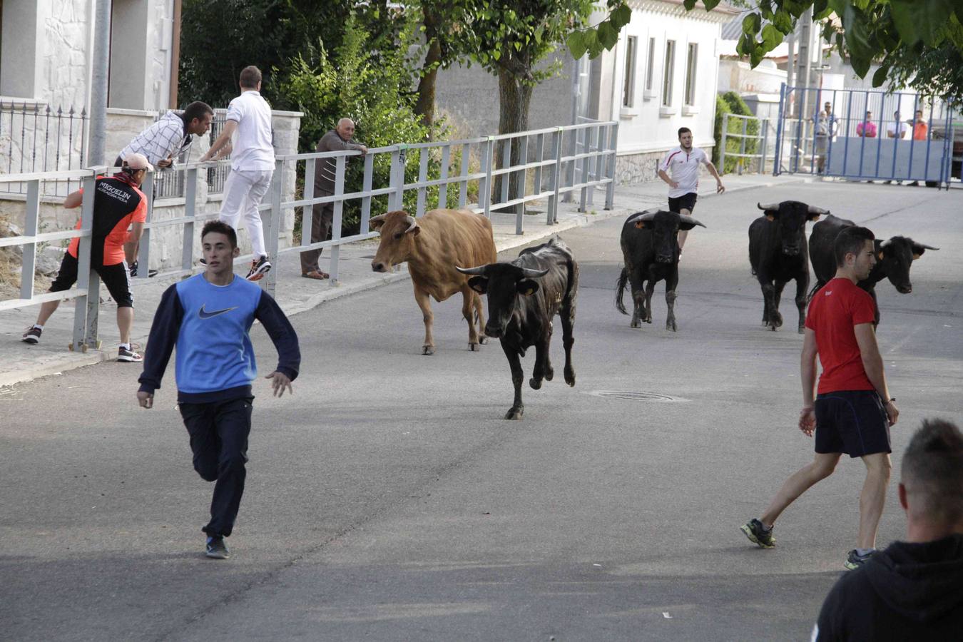 Tercer y último encierro de las fiestas de Campaspero