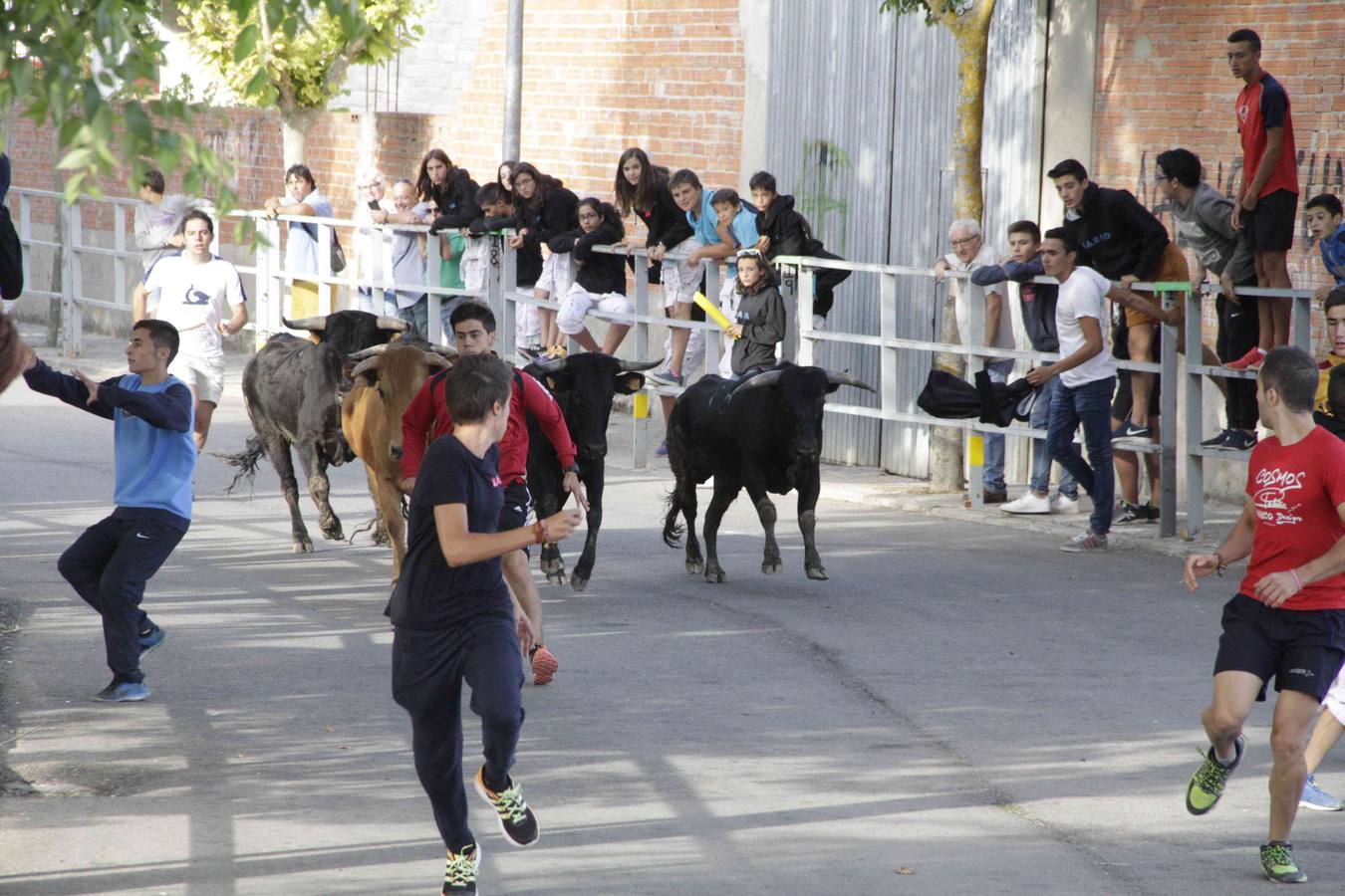 Tercer y último encierro de las fiestas de Campaspero
