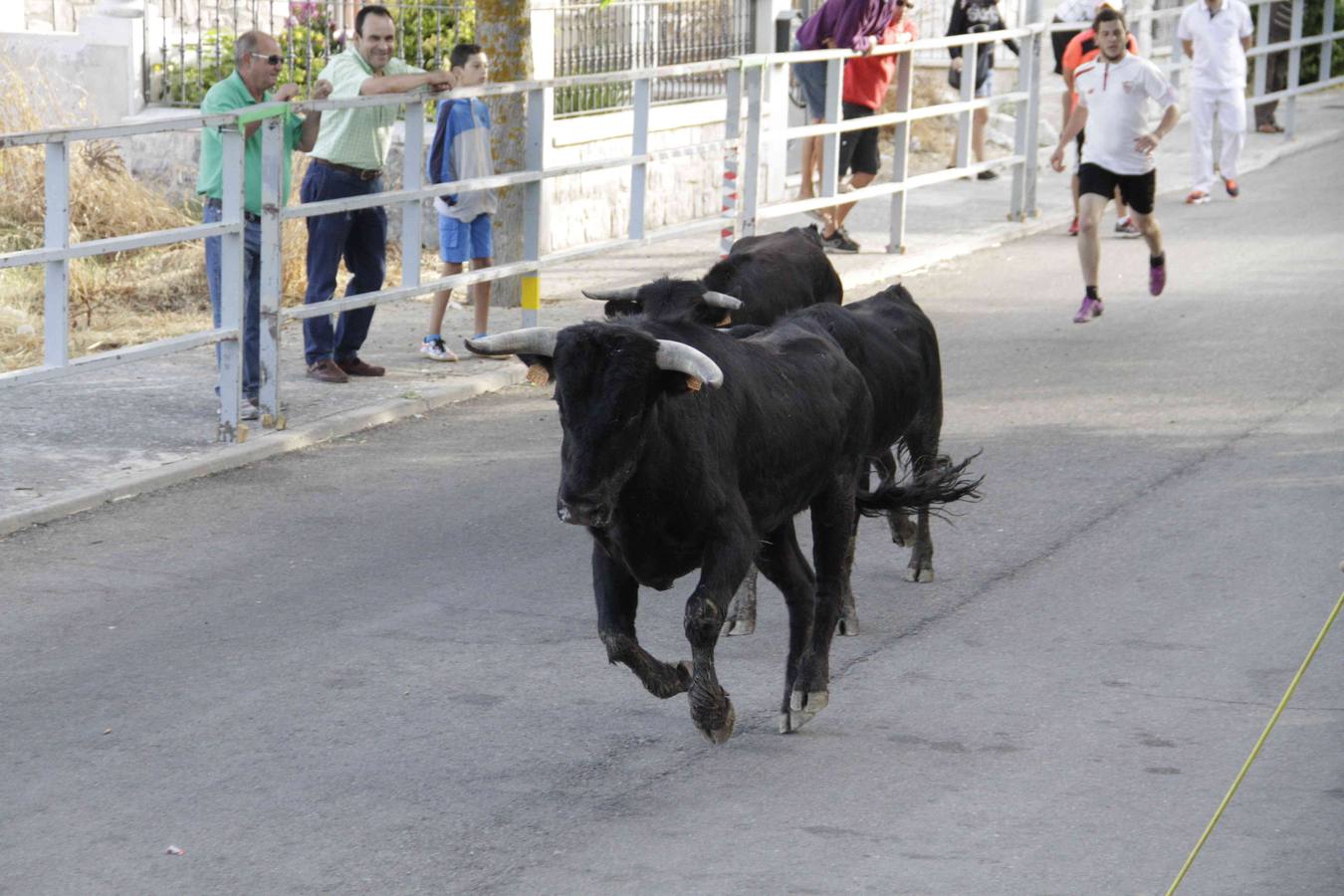 Tercer y último encierro de las fiestas de Campaspero