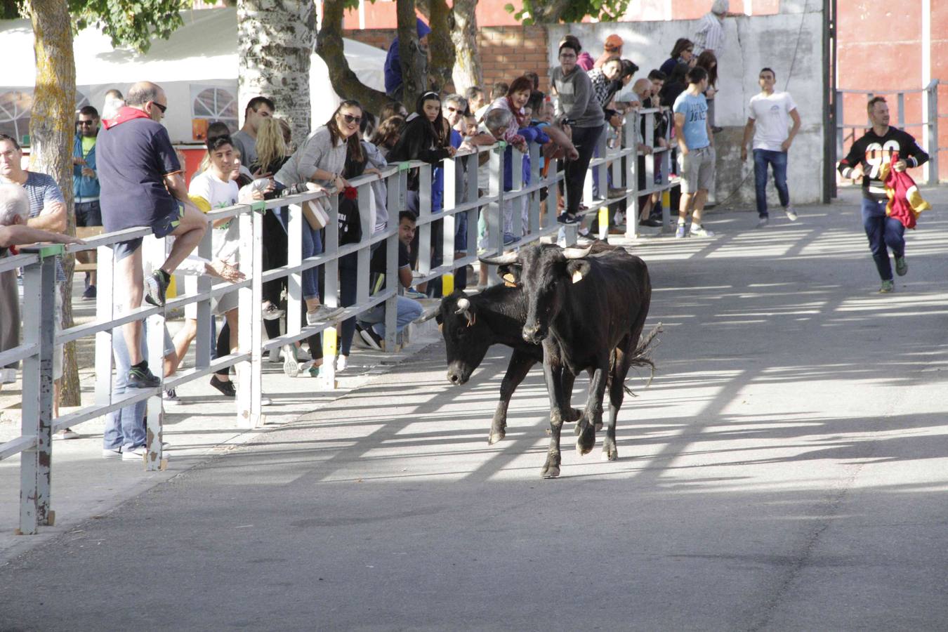 Tercer y último encierro de las fiestas de Campaspero