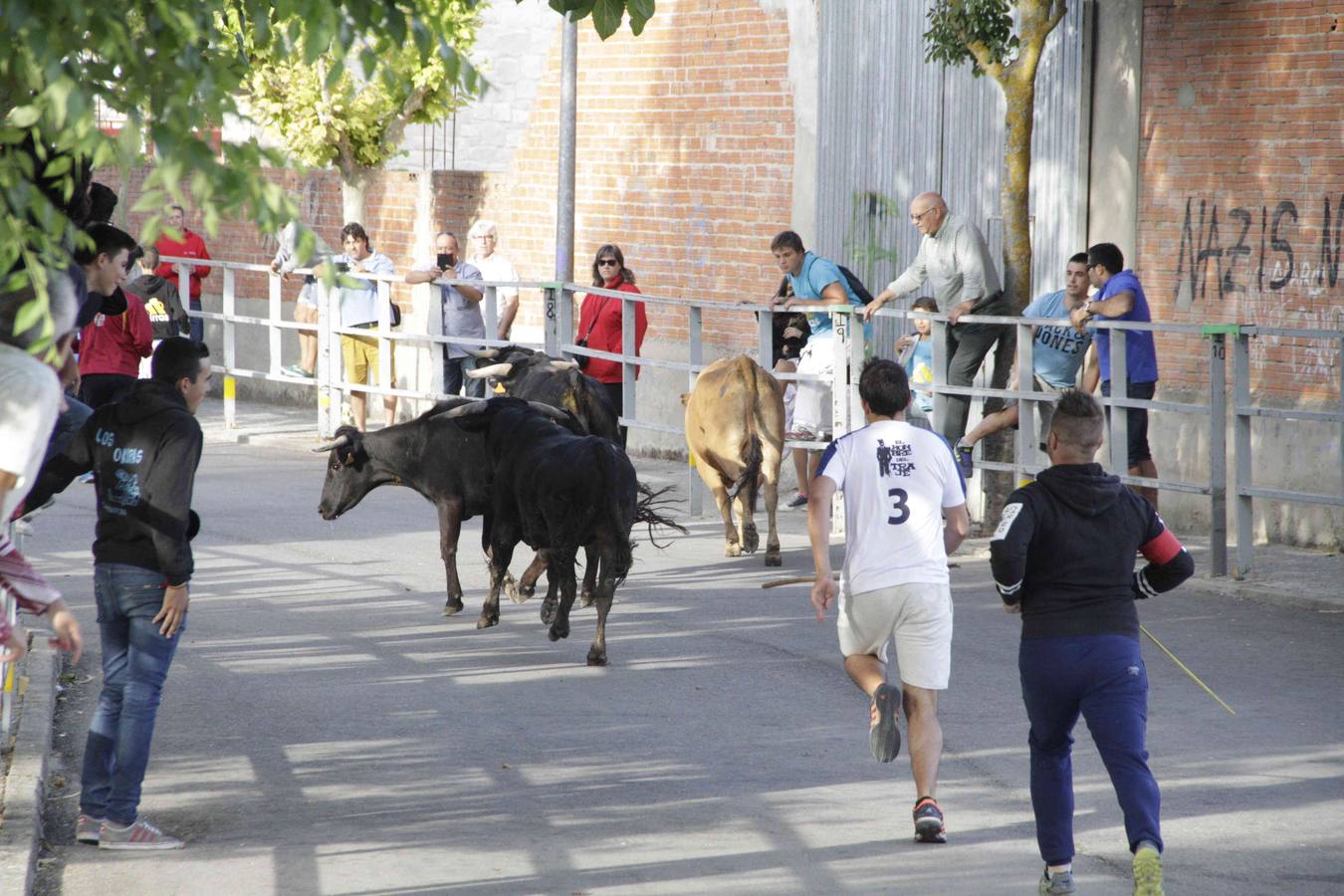 Tercer y último encierro de las fiestas de Campaspero