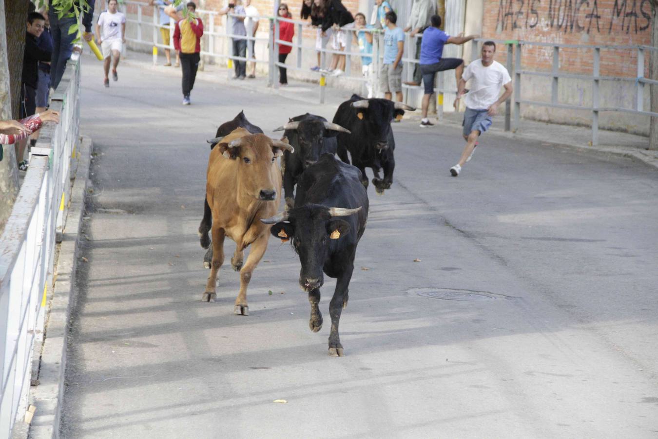 Tercer y último encierro de las fiestas de Campaspero