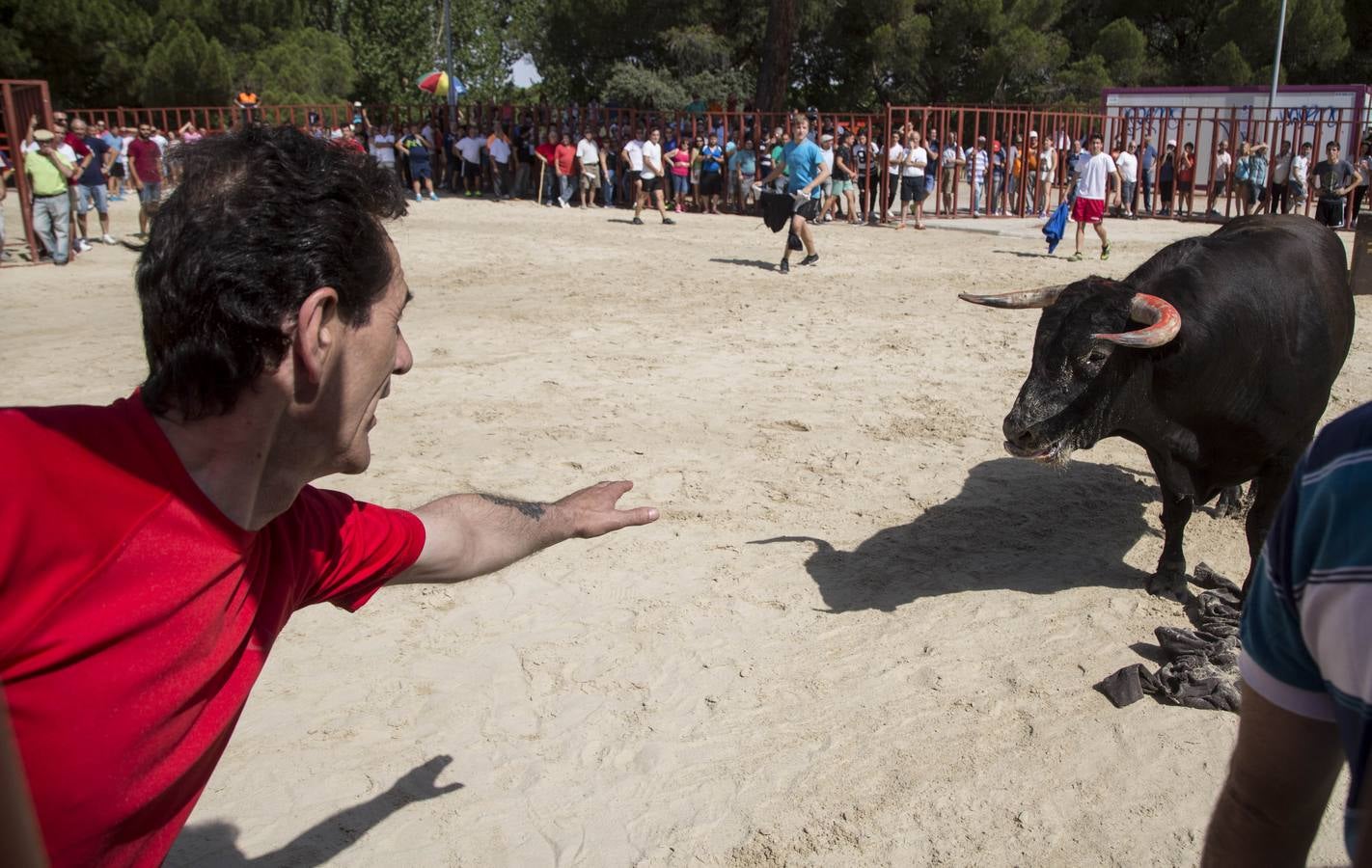 Encierro en las fiestas de Viana de Cega