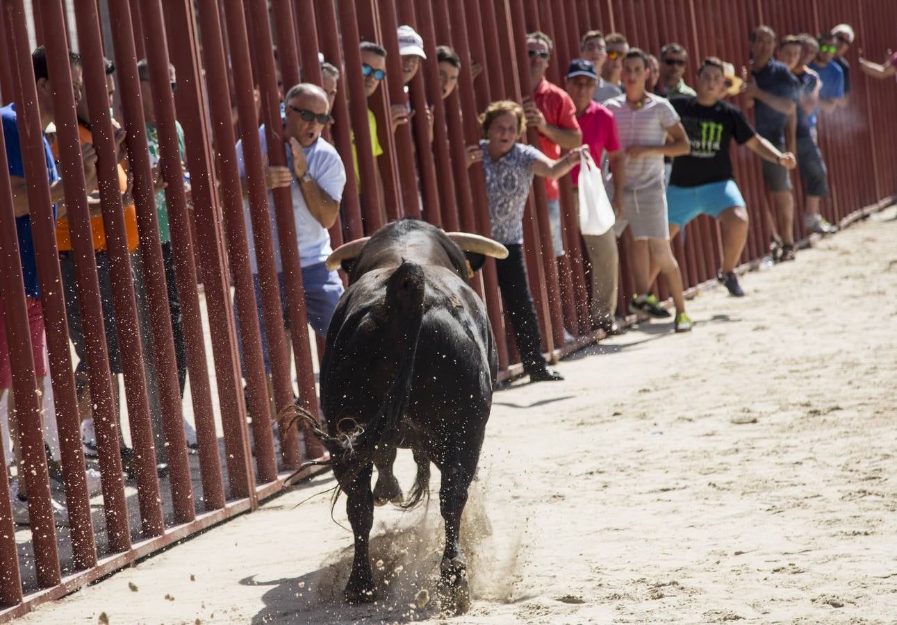 Encierro en las fiestas de Viana de Cega