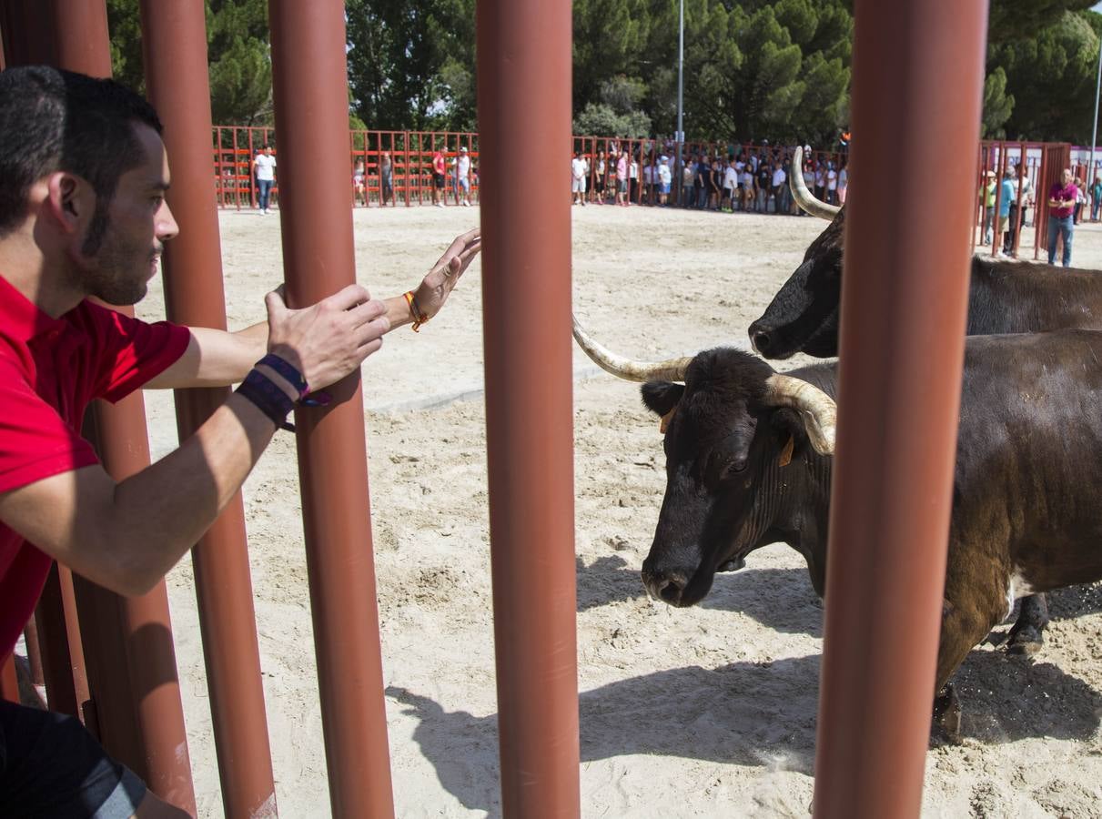 Encierro en las fiestas de Viana de Cega