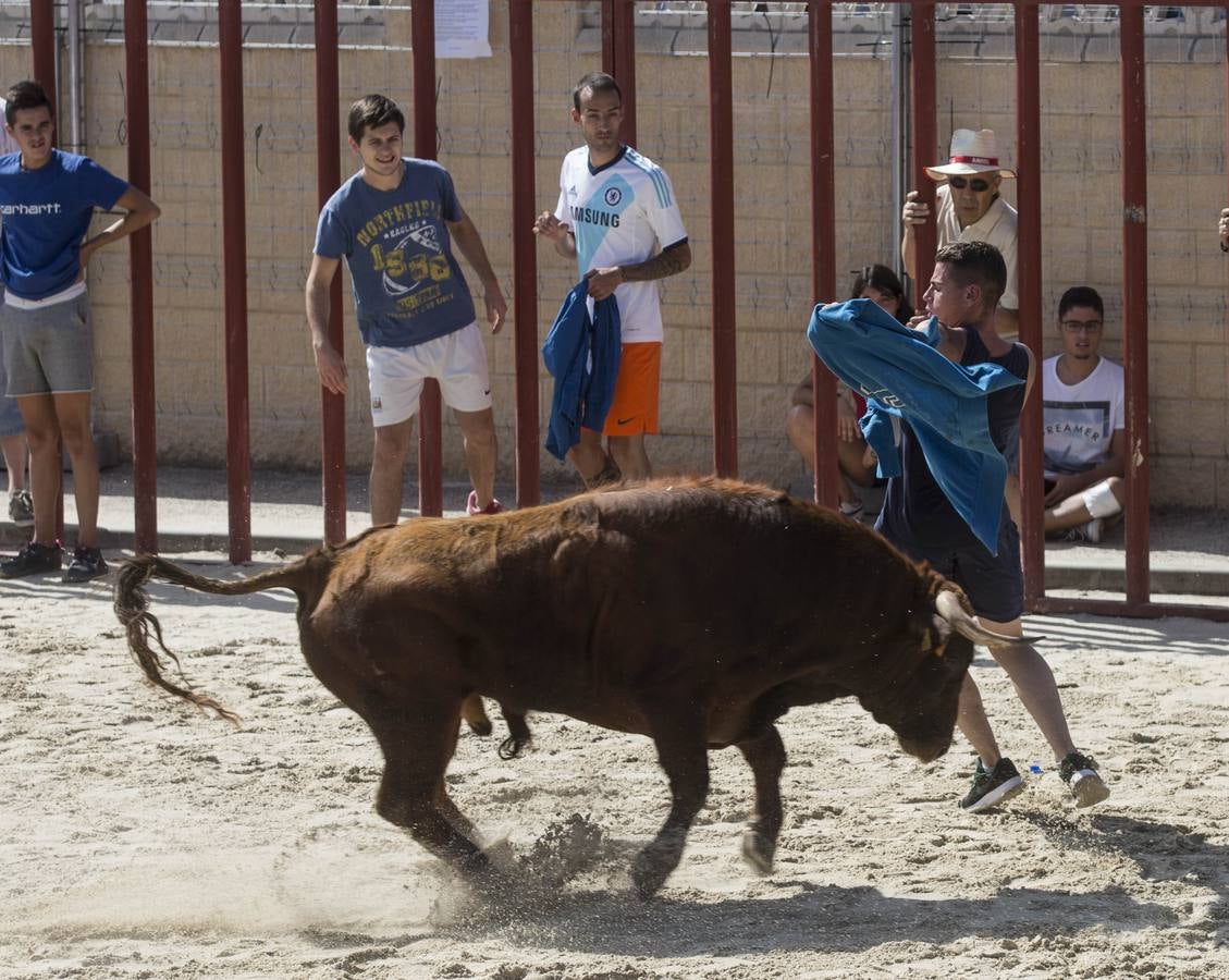 Encierro en las fiestas de Viana de Cega