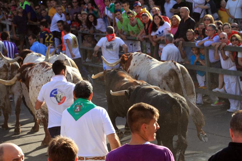Primer encierro en Cuellar (Segovia)