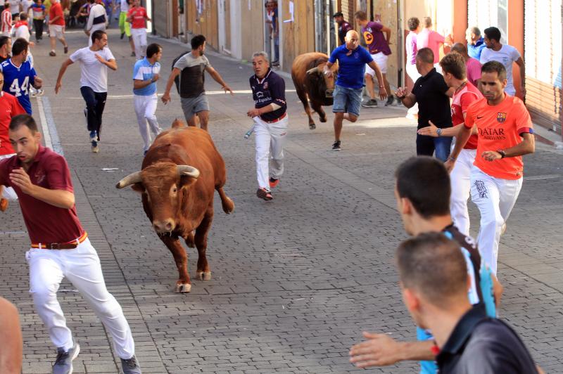 Primer encierro en Cuellar (Segovia)
