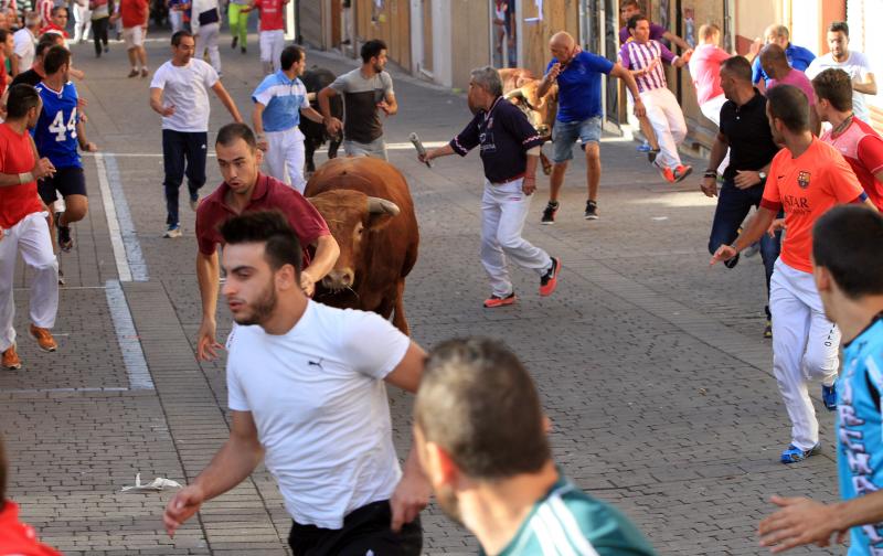 Primer encierro en Cuellar (Segovia)