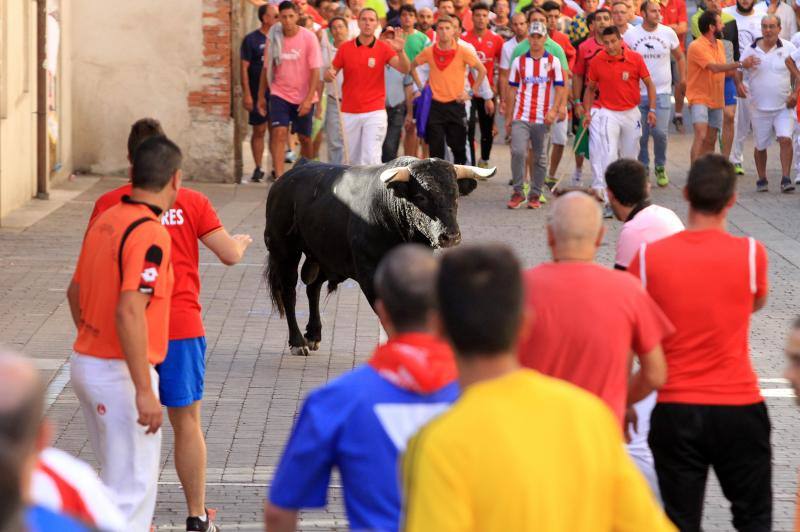 Segundo encierro en las fiestas de Cuellar