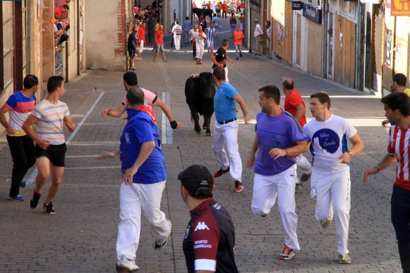 Segundo encierro en las fiestas de Cuellar