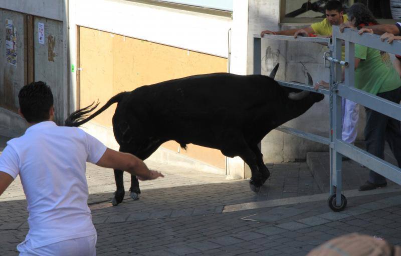 Segundo encierro en las fiestas de Cuellar