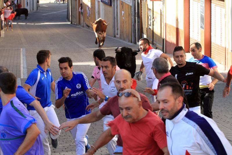 Segundo encierro en las fiestas de Cuellar