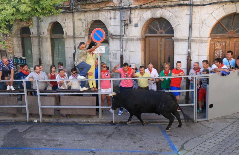 Segundo encierro en las fiestas de Cuellar