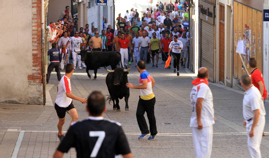 Cuarto encierro en las fiestas de Cuéllar