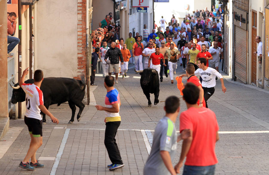 Cuarto encierro en las fiestas de Cuéllar
