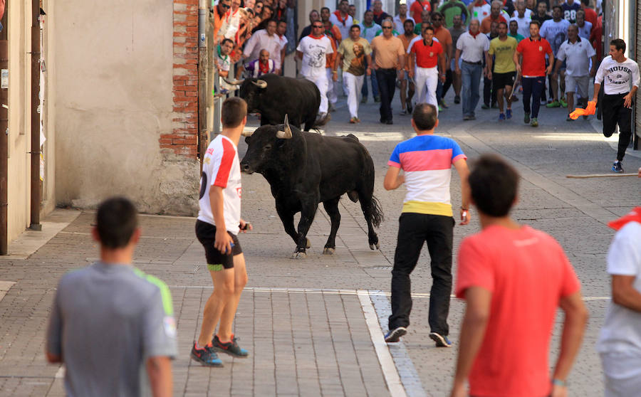 Cuarto encierro en las fiestas de Cuéllar