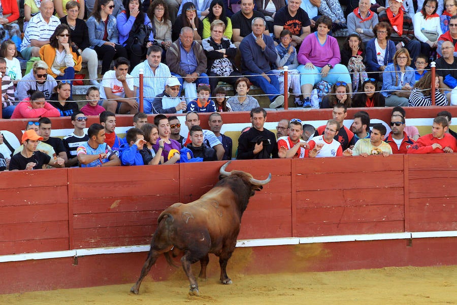 Cuarto encierro en las fiestas de Cuéllar