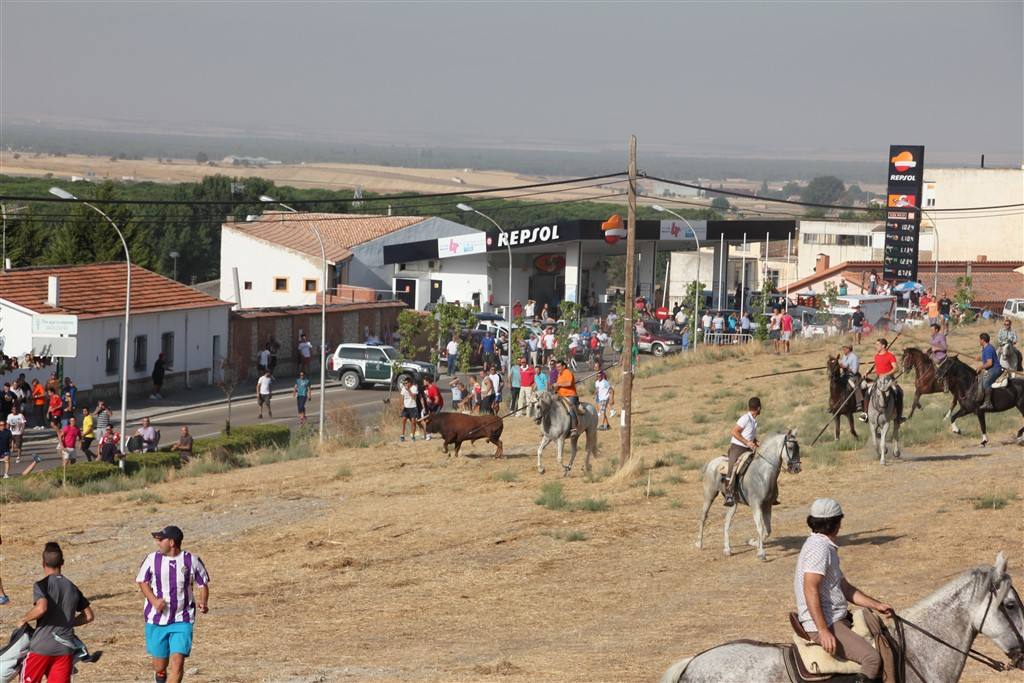 Primer encierro por el campo de las fiestas de Portillo