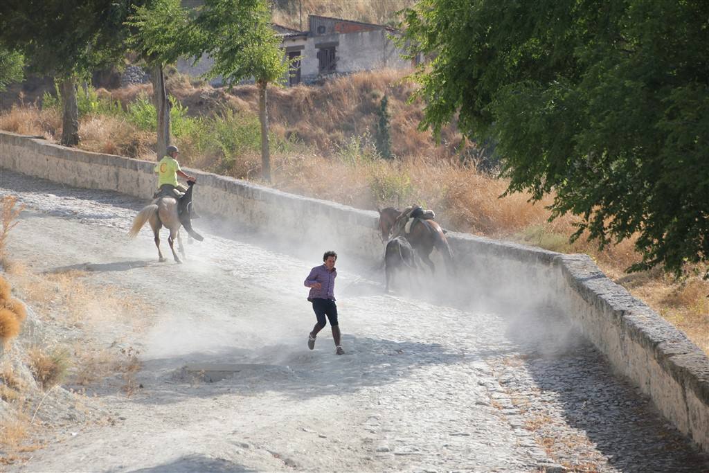 Primer encierro por el campo de las fiestas de Portillo