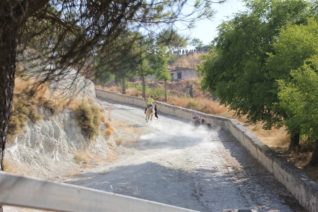 Primer encierro por el campo de las fiestas de Portillo