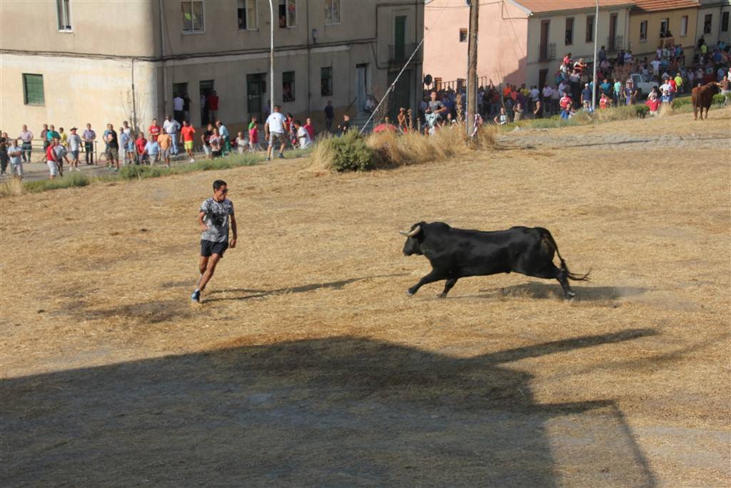 Primer encierro por el campo de las fiestas de Portillo