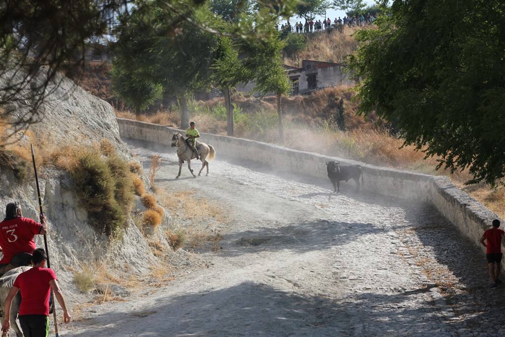 Primer encierro por el campo de las fiestas de Portillo