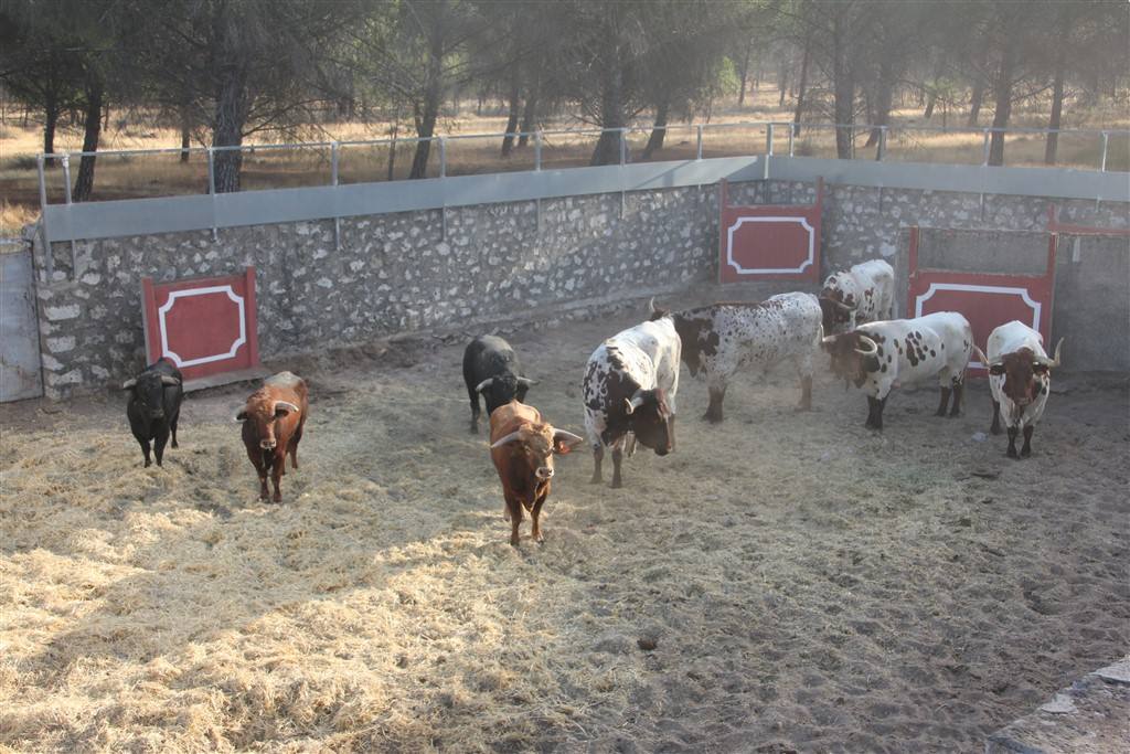 Primer encierro por el campo de las fiestas de Portillo