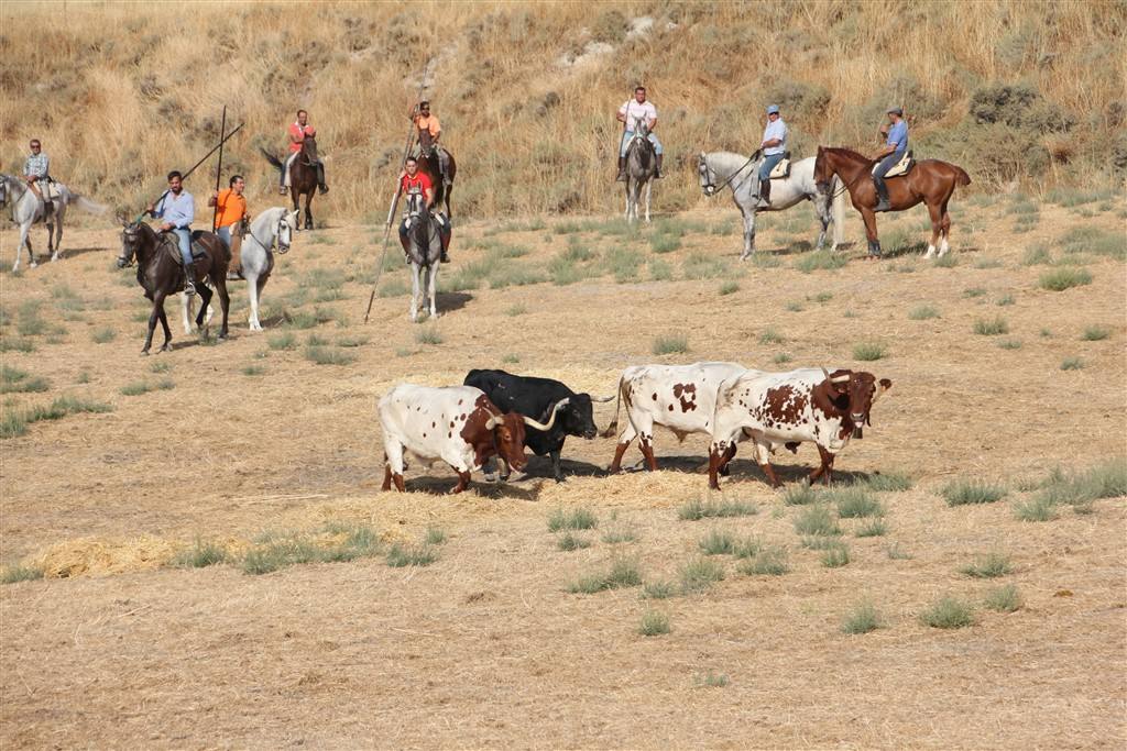 Primer encierro por el campo de las fiestas de Portillo