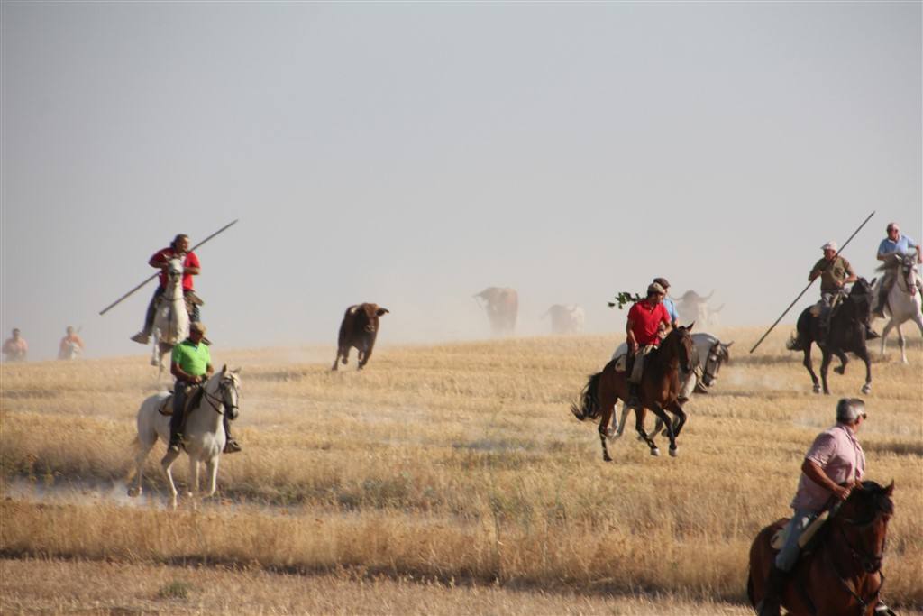 Primer encierro por el campo de las fiestas de Portillo