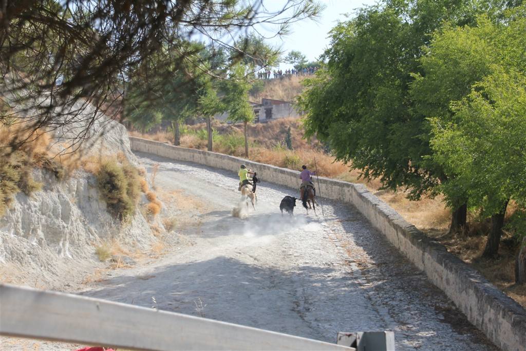 Primer encierro por el campo de las fiestas de Portillo