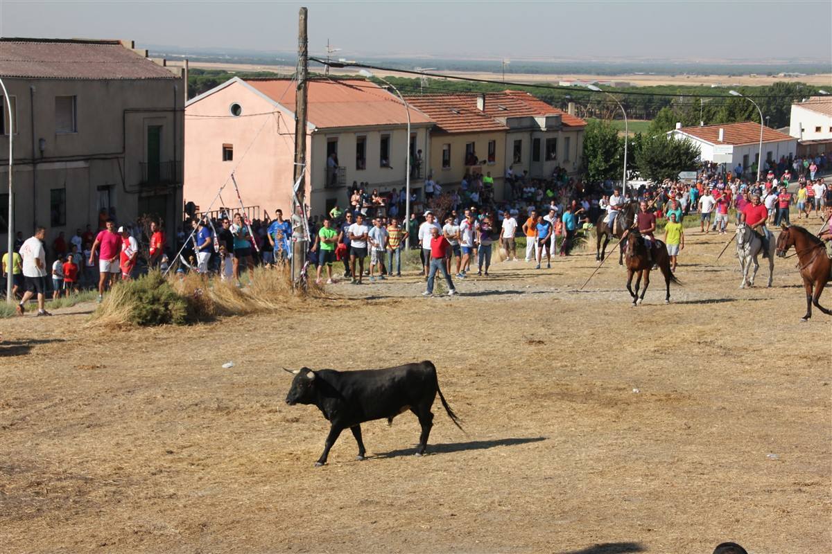 Encierro por el campo en las fiestas de Portillo (Valladolid)