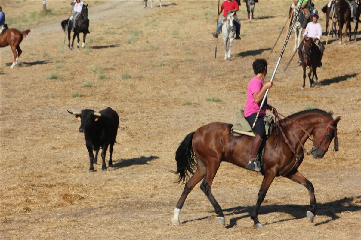 Encierro por el campo en las fiestas de Portillo (Valladolid)