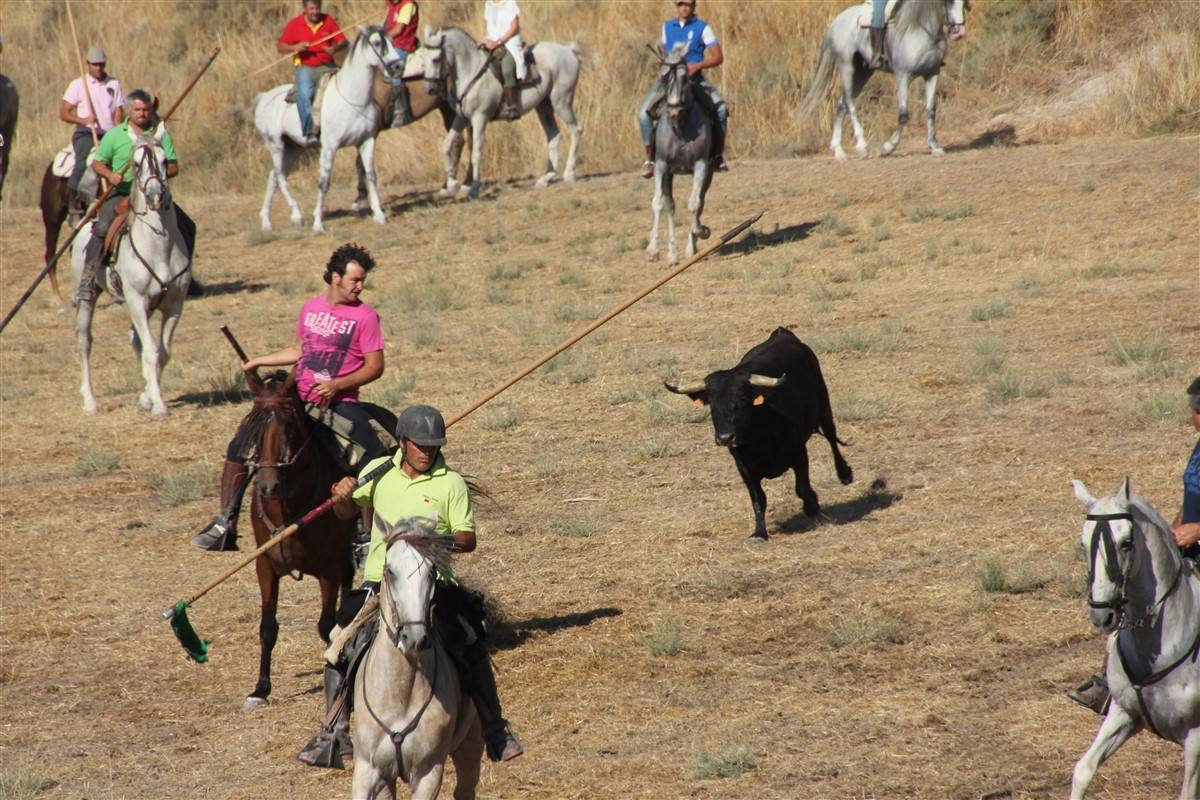 Encierro por el campo en las fiestas de Portillo (Valladolid)