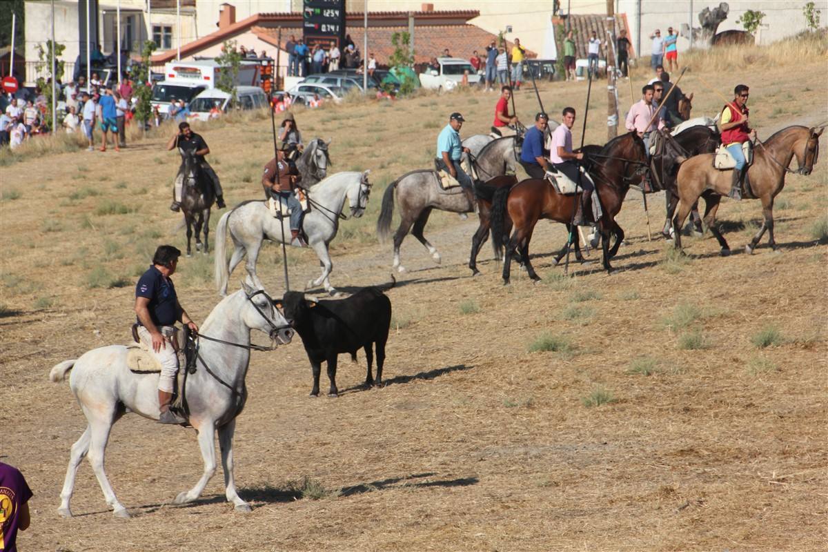 Encierro por el campo en las fiestas de Portillo (Valladolid)