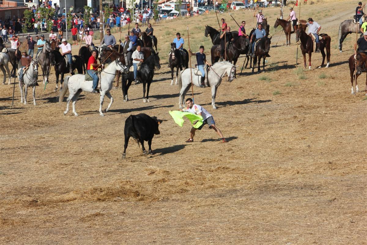 Encierro por el campo en las fiestas de Portillo (Valladolid)