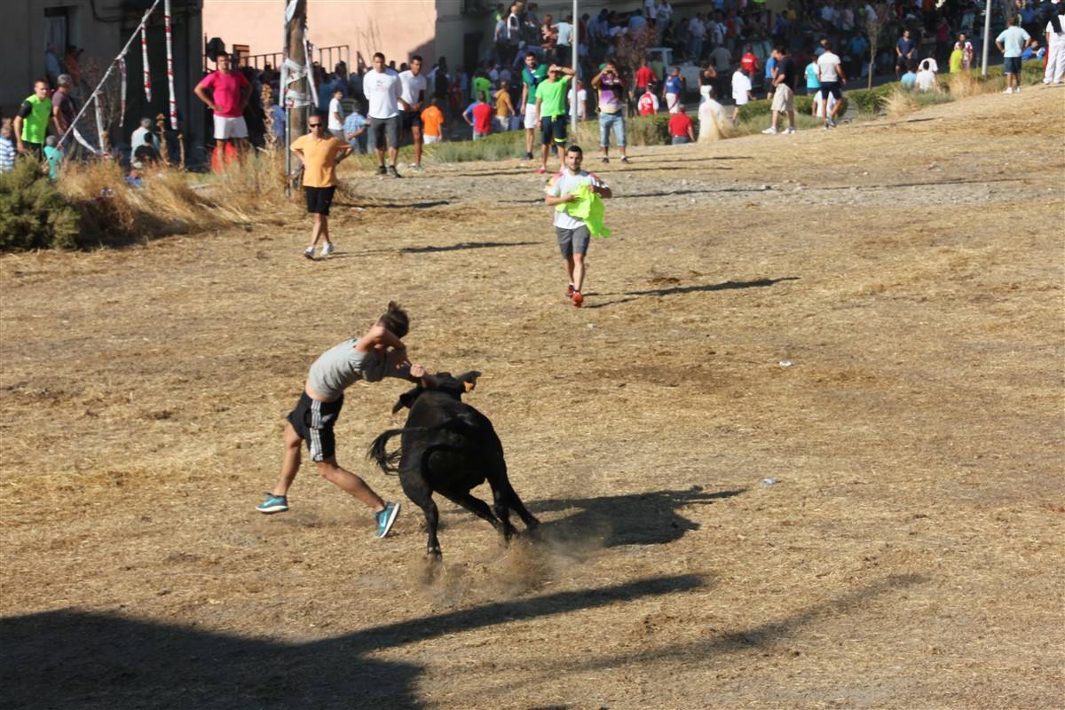 Encierro por el campo en las fiestas de Portillo (Valladolid)