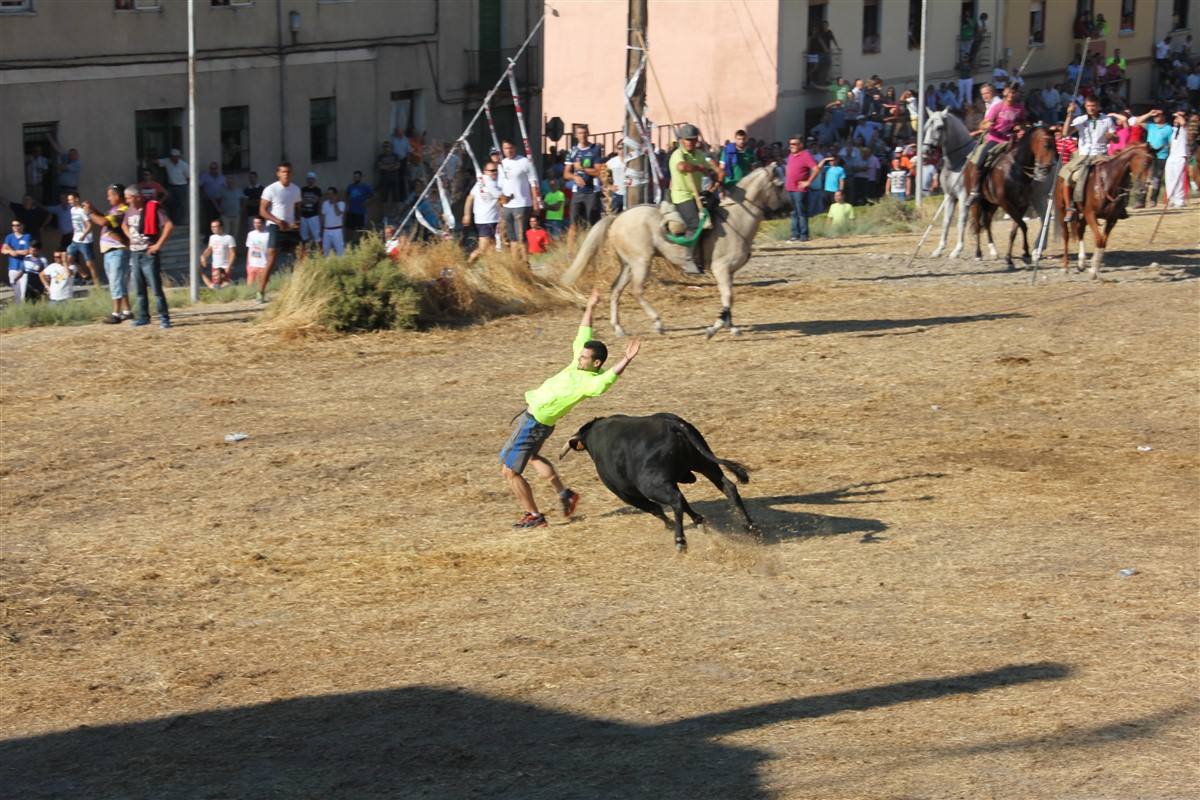 Encierro por el campo en las fiestas de Portillo (Valladolid)