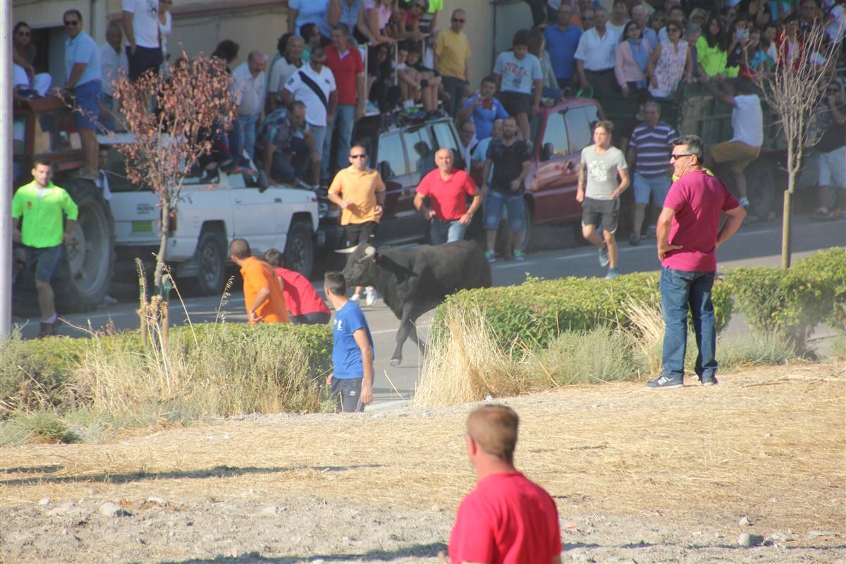 Encierro por el campo en las fiestas de Portillo (Valladolid)