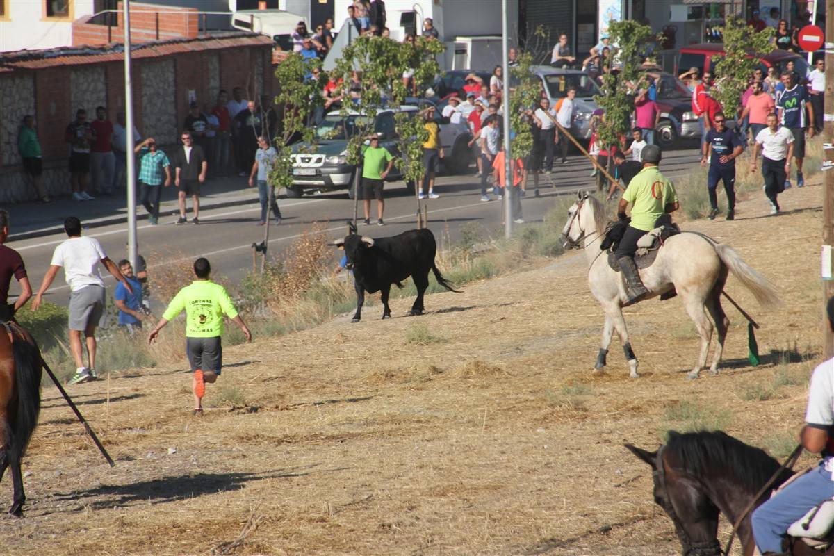 Encierro por el campo en las fiestas de Portillo (Valladolid)