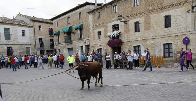 Astudillo celebra su tradicional &#039;toro enmaromado&#039;